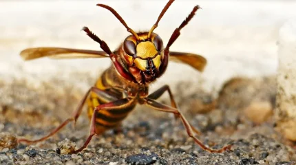 Мектепте 20 бірінші сынып оқушысы мен 2 мұғалімді аса ірі және улы ара шағып алды