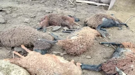 БҚО-да жабайы иттер малға шапты