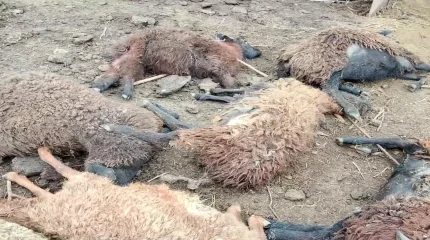 Свора бродячих собак загрызла 80 голов скота в Западном Казахстане