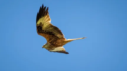 Падают мёртвыми с неба: журавли массово гибнут в Германии