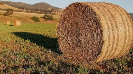 Елде 37,8 млн тонна мал азығы дайындалды