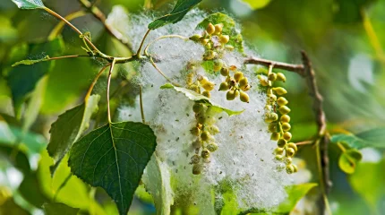 Спасение для аллергиков: учёные из Петербурга создали тополь без пуха