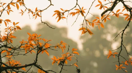 Погода 27 октября: в Астане - мороз, в Шымкенте - дождь