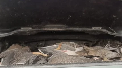 Браконьера с 33 дикими гусями поймали под Астаной