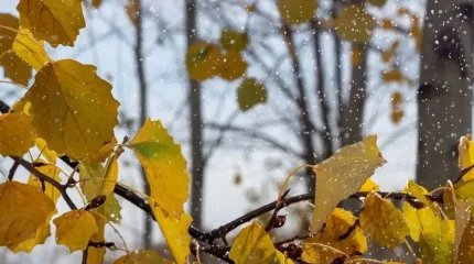 Бүгін найзағай ойнап, жаңбыр жауады