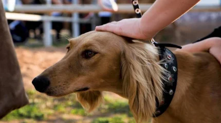 Казахская тазы — теперь официально признанная порода в мире