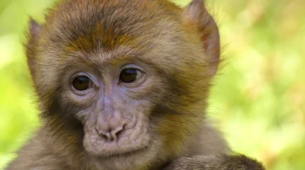 Заражённые гепатитом С и коронавирусом обезьяны сбежали в США