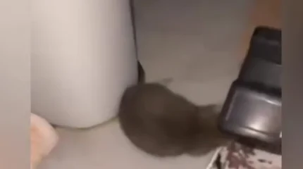 Атырауда кеміргіш қаптап барады