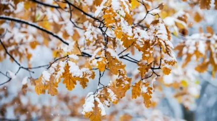 Ноябрь в Казахстане начнётся с похолодания и метелей