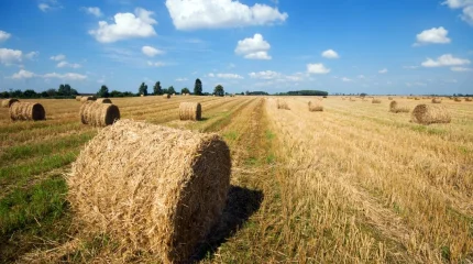 38 млн тонна мал азығы дайындалды