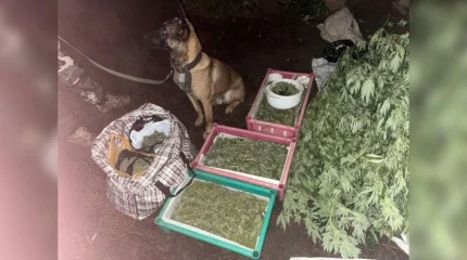 Орал қаласының тұрғынынан 12 келі есірткі тәркіленді