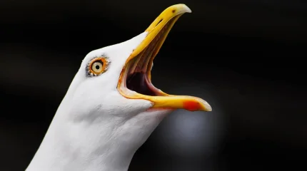 В Гамбурге перекрыли мост из-за мёртвой чайки: власти опасаются птичьего гриппа