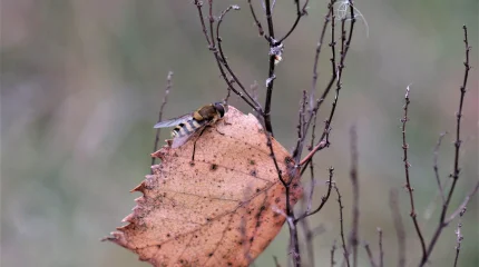 Прогноз погоды на 3 ноября 2025 года в Астане, Алматы и Шымкенте