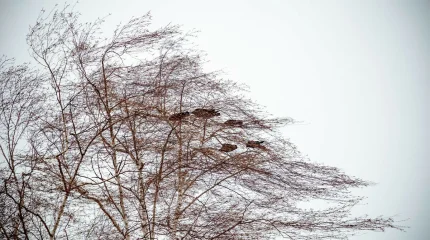 Метели и мороз: МЧС обратилось к казахстанцам из-за непогоды