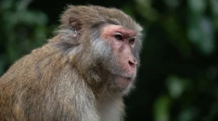 Америкалық әйел жол апатынан кейін қашып кеткен маймылды атып тастады