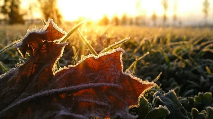 Резкое понижение дневных температур прогнозируют синоптики