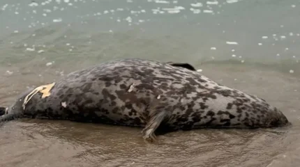 Мёртвых тюленей обнаружили в Мангистау