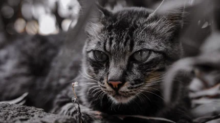 Мужчина умер от бешенства после укуса кошки в Мангистау