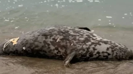 Каспий жағалауынан 112 итбалықтың өлексесі табылды