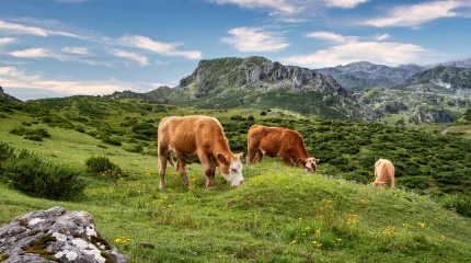 Несиеге мал алғандарға да мемлекеттен 85 пайыз кепілдік беріледі