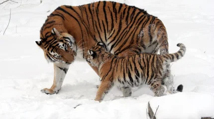 2026 жылы Ресейден 3-4 жолбарыс әкелінбек