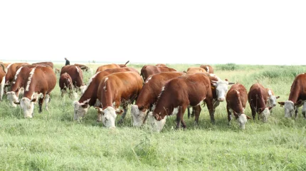 Жамбыл облысында мал ұрлығымен айналысқан қылмыстық топтар әшкереленді