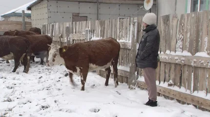 2,5%-бен несие: «Ауыл аманаты» бағдарламасы ауыл тұрғындарының әл-ауқатын арттыруға қалай көмектеседі?