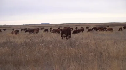 Актюбинские фермеры несут огромные убытки из-за скотокрадов