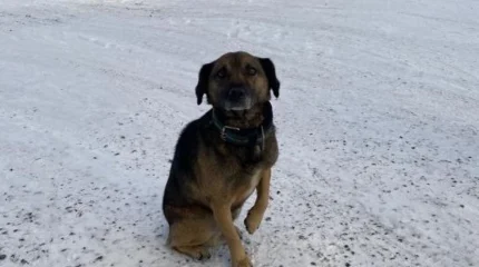 Хатико по-павлодарски: история о преданности, которая тронула сердца