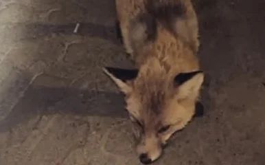 «Нашествие» агрессивных лис в Житикаре прокомментировали в прокуратуре