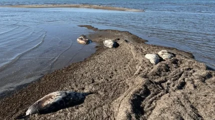 Десятки мертвых тюленей обнаружены на побережье острова в Мангистауской области