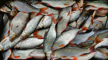 Қызылордада 254 млн теңгеге заңсыз балық экспорттаған кәсіпорын басшылары сотталды