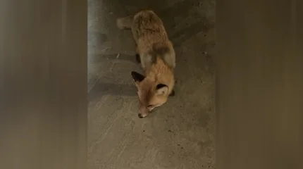 Қостанай облысындағы Жітіқарада түлкі қаптады