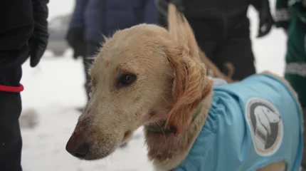 Қазақстан кинологтар одағы «Қазақы тазы» тұқымын сақтау үшін ор қоянға аңшылық сынақтар өткізді