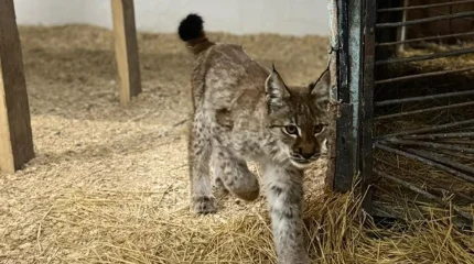 В Семее спасли детёныша рыси, пришедшего в село в поисках пищи