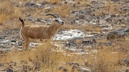 Қызыл кітапқа енген қарақұйрықты заңсыз аулағаны үшін сотталды