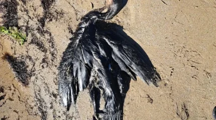 Теңіз жағасынан құстардың өлексесі табылды