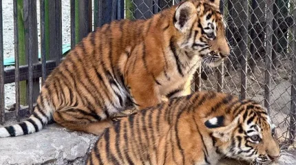 Амур жолбарысын Қазақстан табиғатына бейімдеу жоспары қабылданды