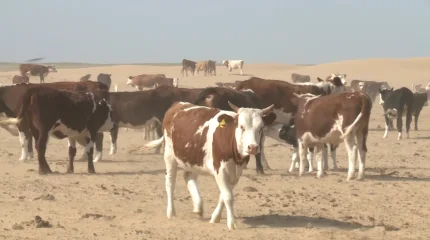 Атырауда ірі қара белгісіз індетке шалдықты