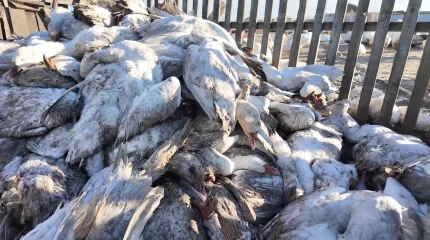 «Это заражённое мясо пойдет на рынки Казахстана»: очередной массовый падёж домашней птицы в СКО