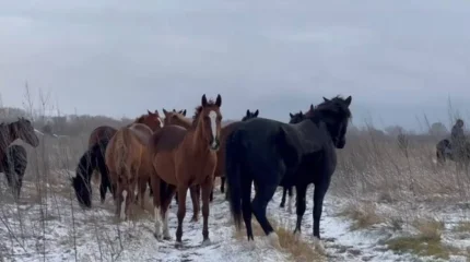 ШҚО-да полицейлер тұрғынның жоғалған 16 жылқысын тауып берді