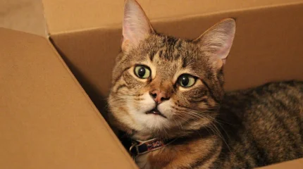 Почему кошки так обожают коробки: эксперт объяснил поведение домашних питомцев