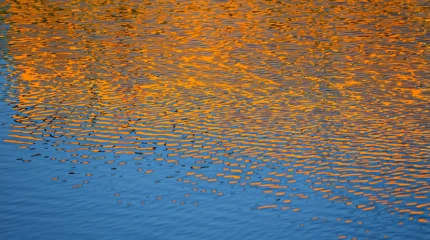 В московском пруду обнаружили останки ребенка
