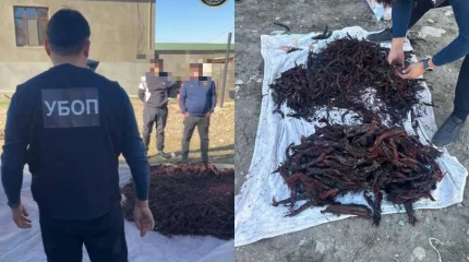 Түркістан облысында Қызыл кітапта енген өсімдікті заңсыз жинаған күдіктілер ұсталды