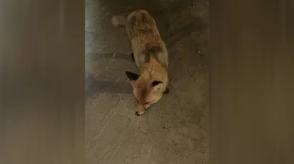 Бороться с дикими лисами намерены в Костанайской области