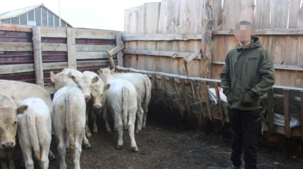 Дерзкого скотокрада задержали в Костанайской области