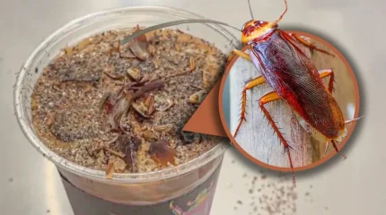 Қытайда тарақан мен құрттар қосылған кофе трендке айналды