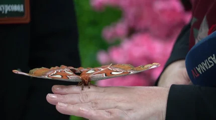 Выставка живых тропических бабочек открылась в Уральске