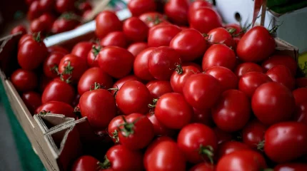 Шымкентте жылына 155 мың тонна қызанақ өндіретін жылыжай кешені іске қосылды