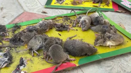 Атырау облысында мектеп пен балабақша уақытша жабылды: ауданда тышқан қаптады